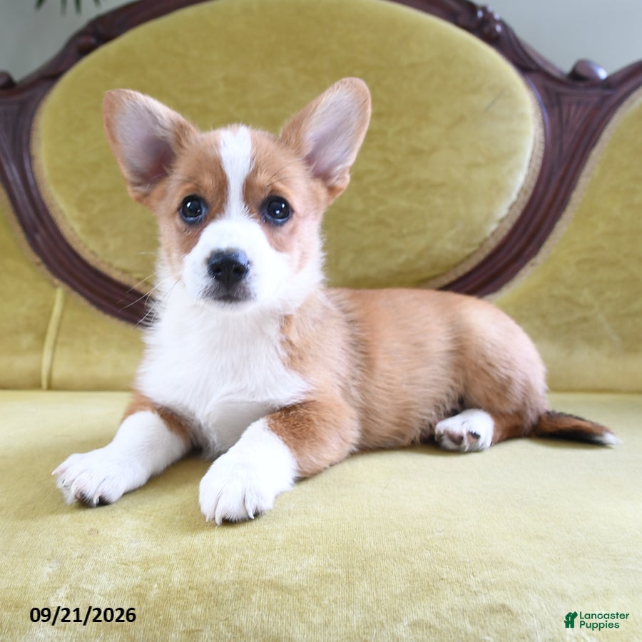 Welsh Corgi Pembroke dogs Carmen - Ad 1
