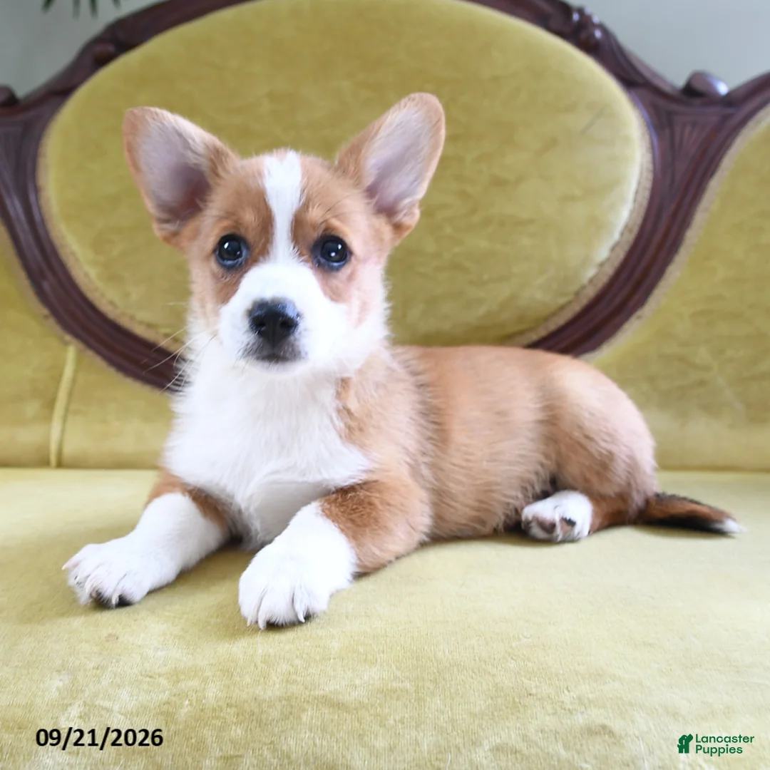 Welsh Corgi Pembroke dogs for sale: Carmen - Ad 1