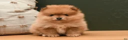 Pomeranian dogs for sale: Pixie - Ad 4