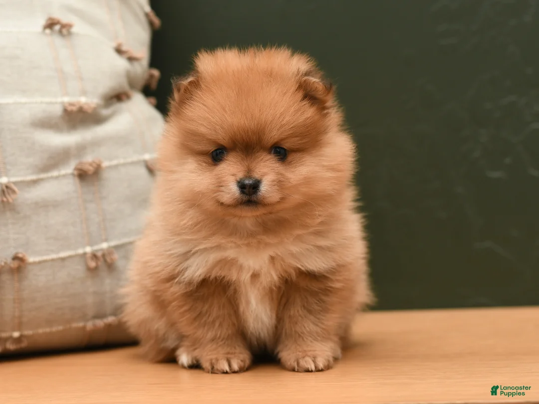 Pomeranian dogs for sale: Pixie - Ad 4