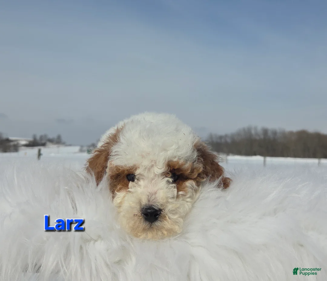 Miniature Poodle dogs for sale: Larz - Ad 3