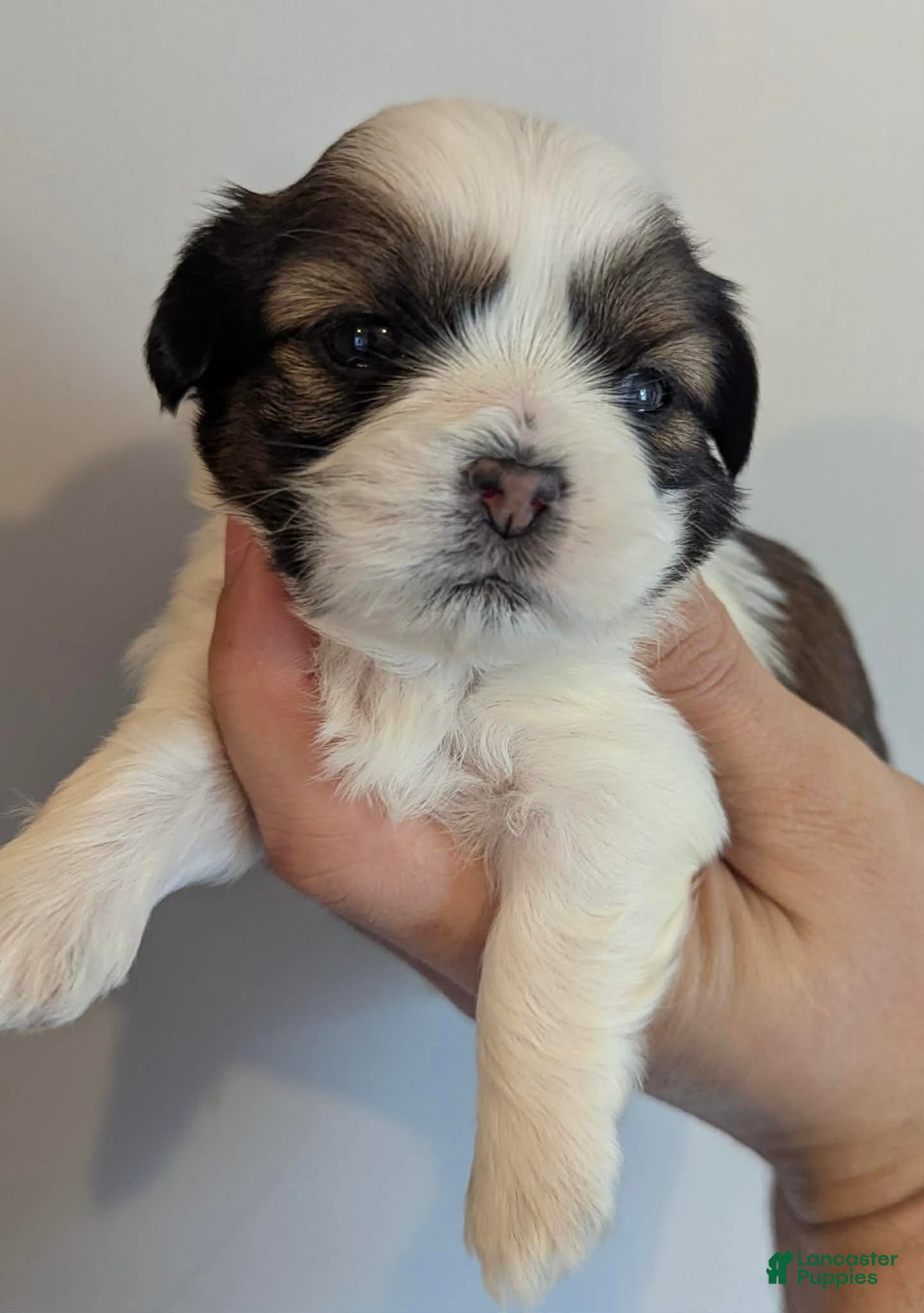 Shih Tzu dogs Benjamin - Ad 7