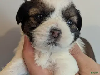 Shih Tzu dogs Benjamin - Ad 7