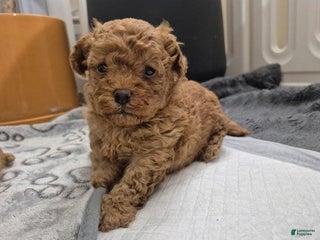 Maltipoo dogs Billy - Ad 22