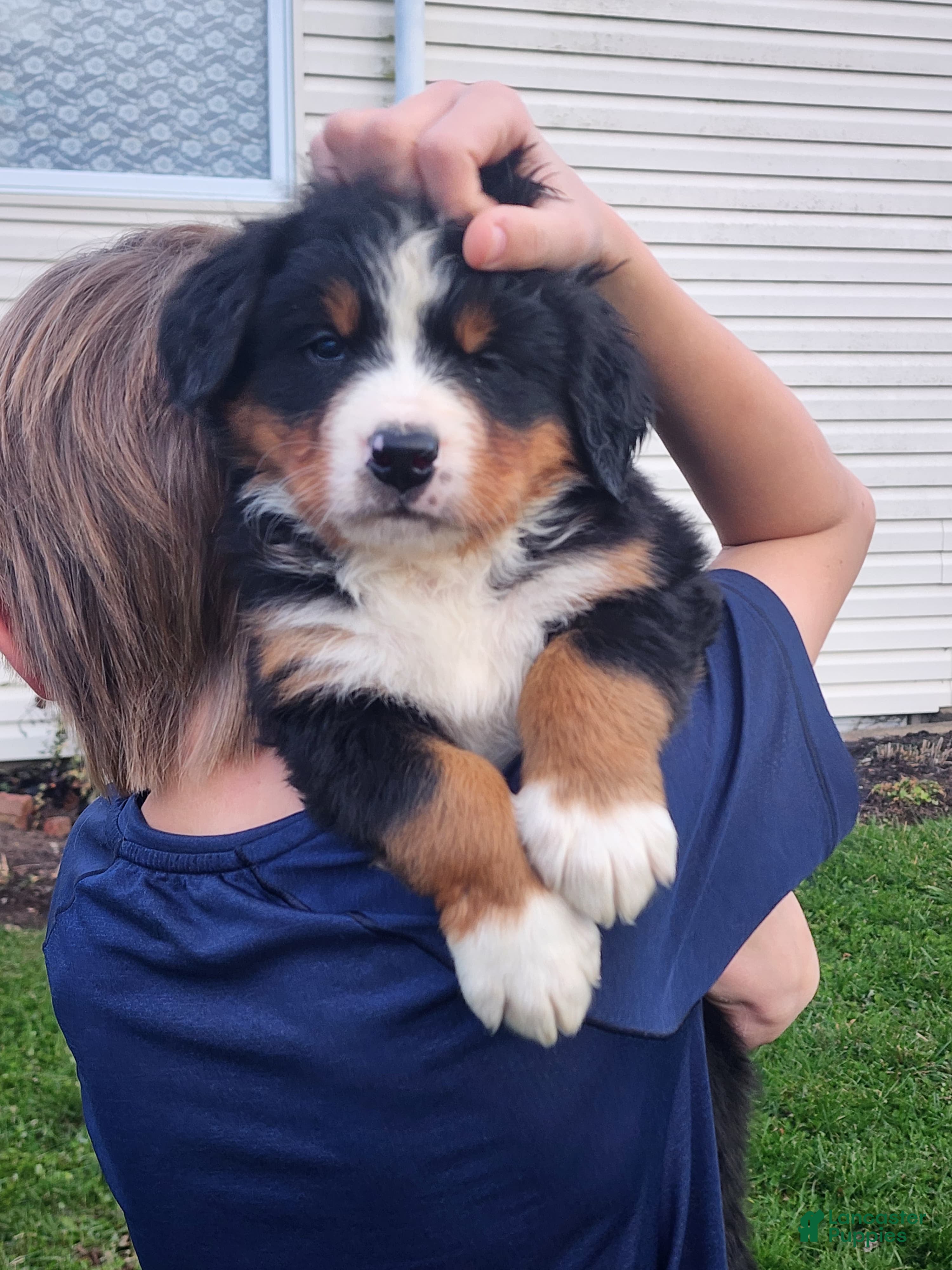 Bernese Mountain Dog dogs Megan  - Ad 7