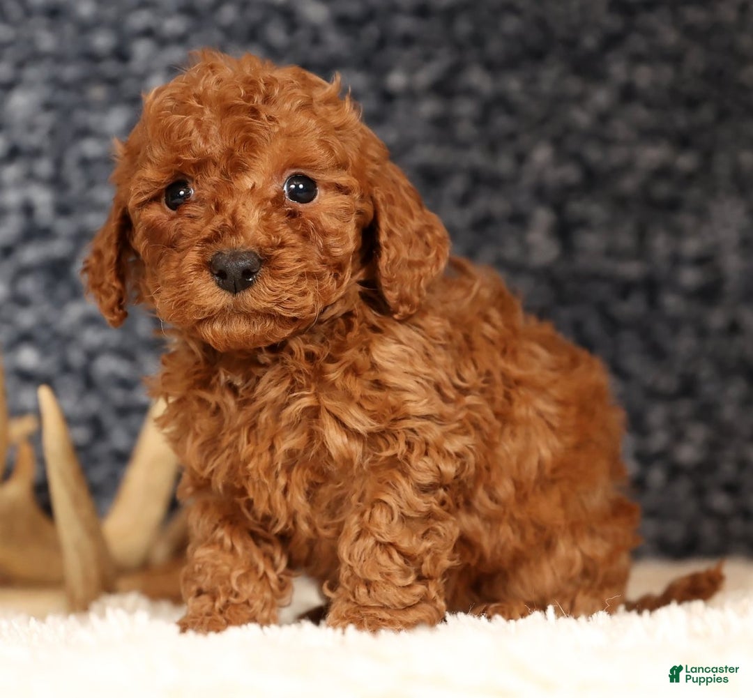 Bichpoo dogs for sale: Finn - Ad 7