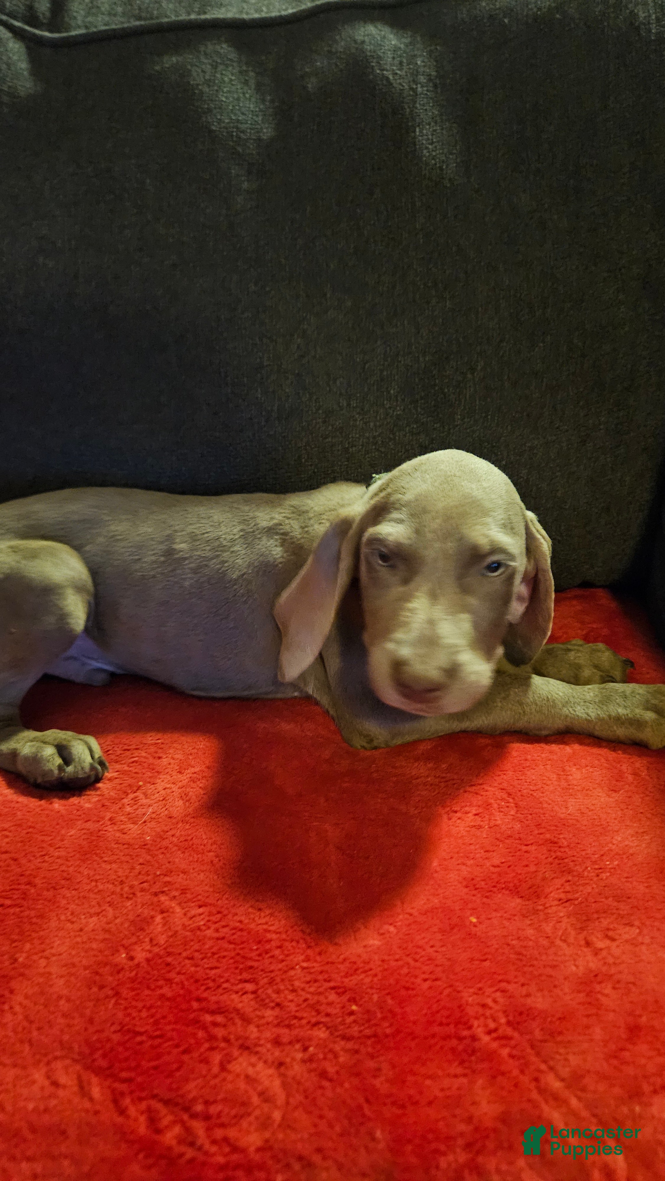 Weimaraner dogs Weimaraner 6 - Ad 8
