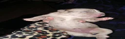 Daniff dogs for sale: BIG BABY-Daniff Puppy 7 - Ad 2