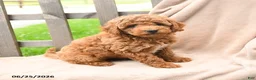 Cavapoo dogs for sale: Kassidy - Ad 4