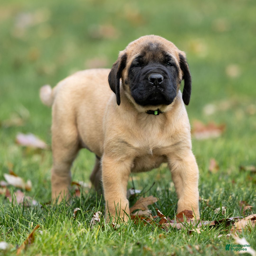 English Mastiff dogs for sale: Rusty - Ad 4