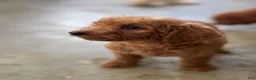 Standard Poodle dogs for sale: Coco - Ad 7