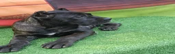 Cane Corso dogs for sale: ELLA - Ad 21