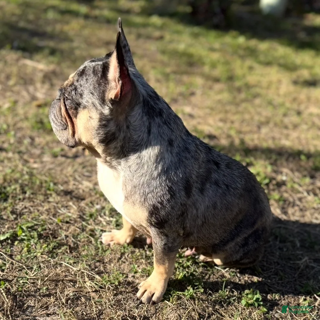 French Bulldog dogs for sale: Princess - Ad 13