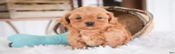 Shihpoo dogs for sale: Boone - Ad 3