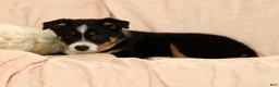 Australian Shepherd dogs for sale: Zeke - Ad 9