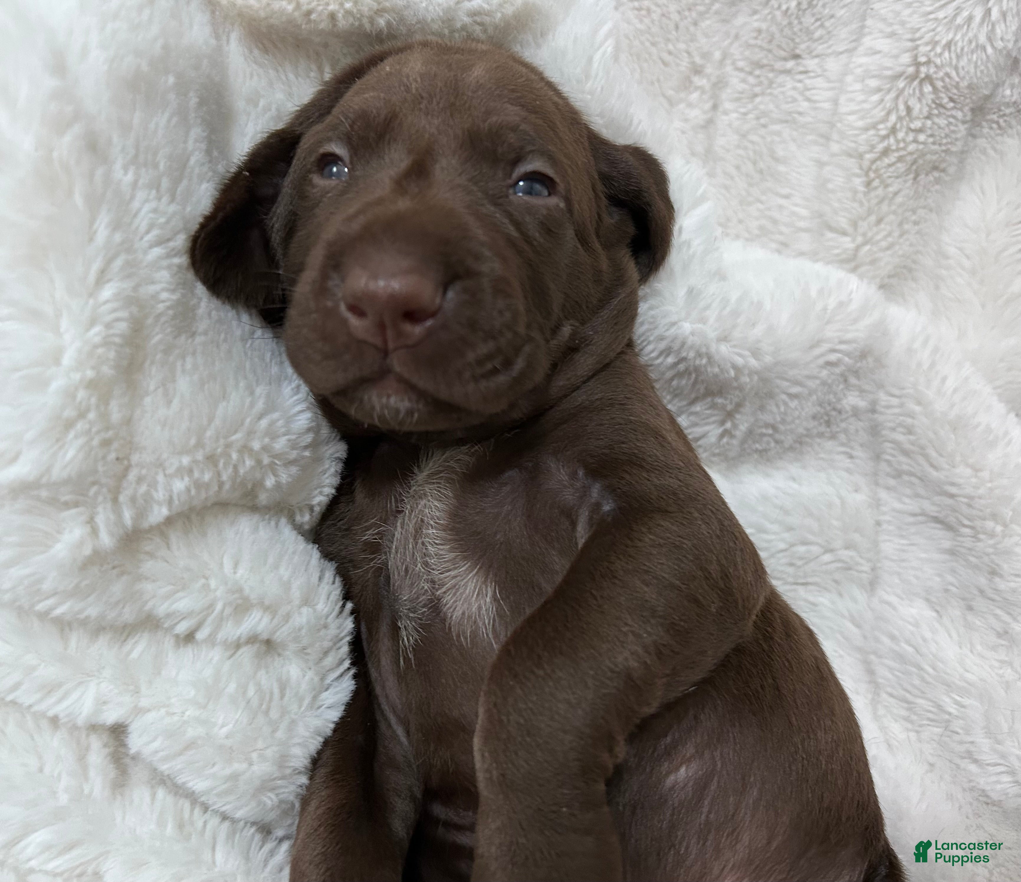 German Shorthaired Pointer dogs King - Ad 28