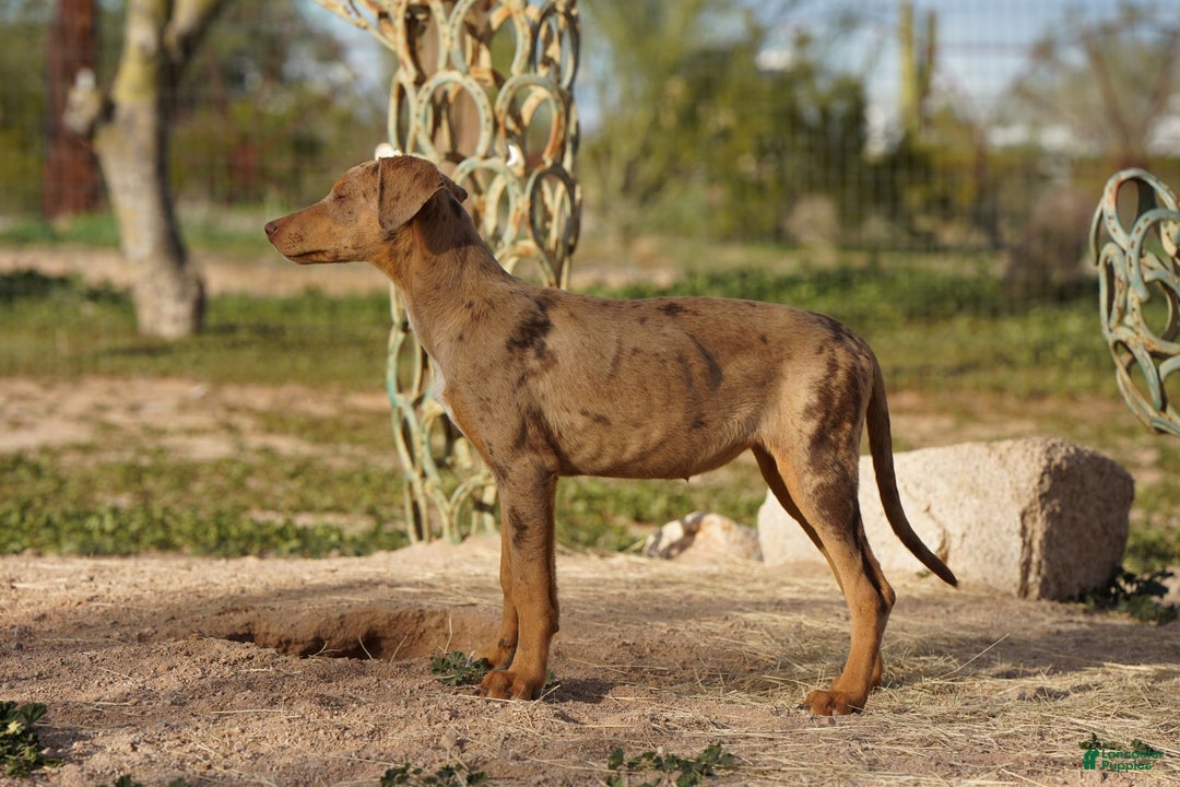 Mixed Breed dogs for sale: Lilac Fawn Merle F1 RT - Ad 33