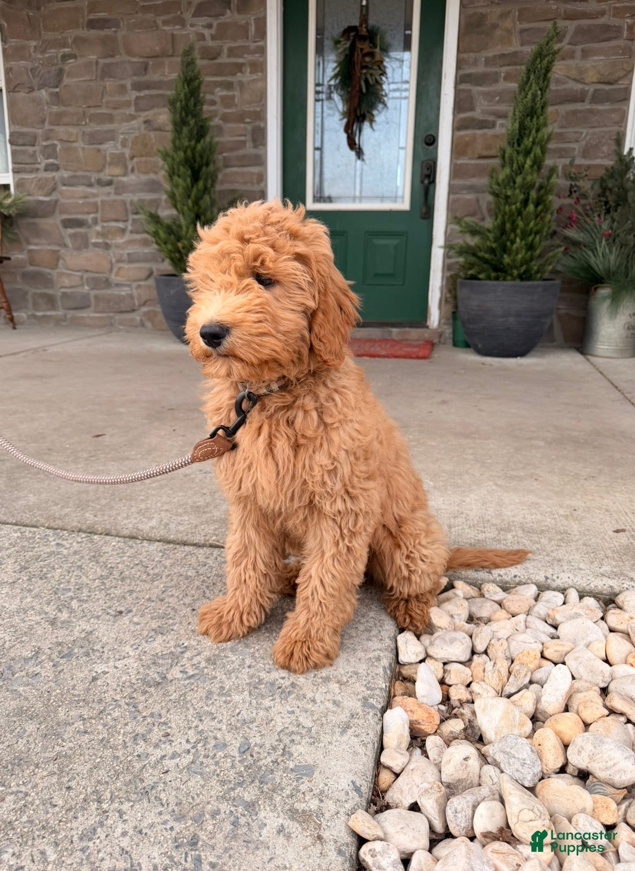Irish Doodle dogs Graham  - Ad 2