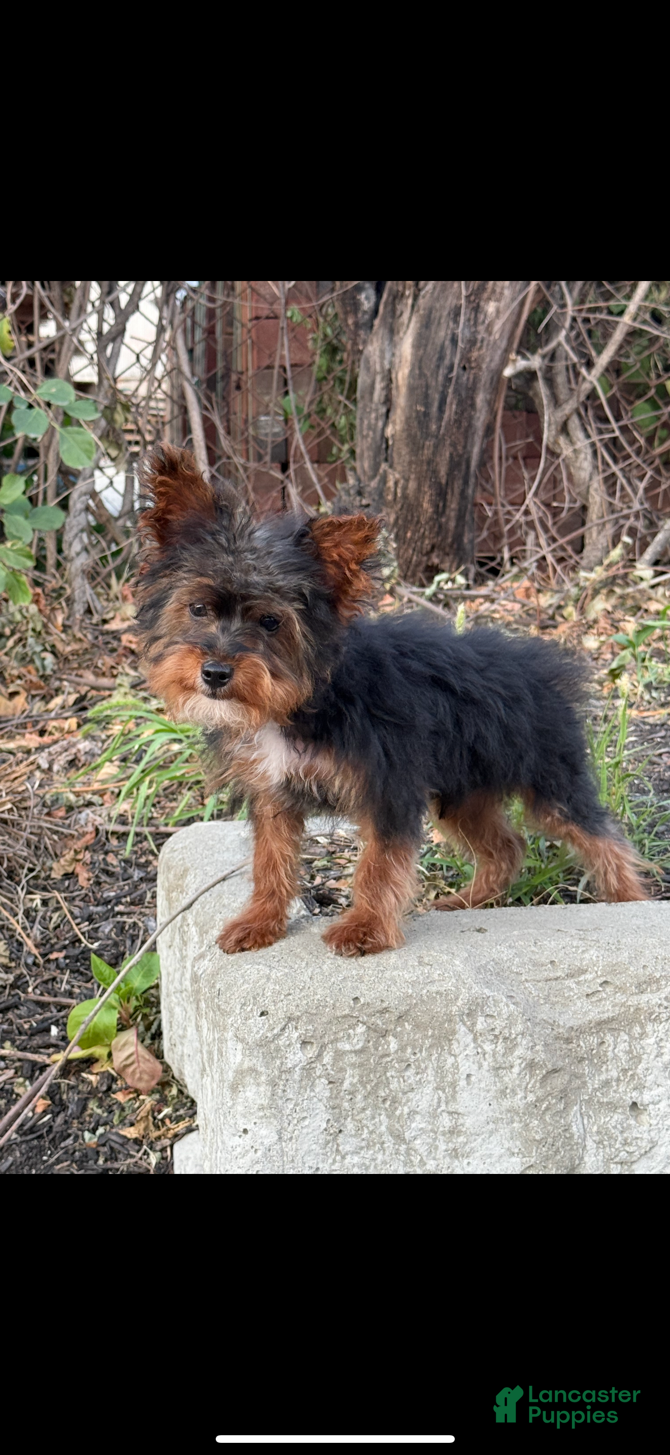 Yorkiepoo dogs Yorkiepoo Puppy 1 - Ad 21