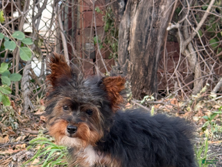 Yorkiepoo dogs Yorkiepoo Puppy 1 - Ad 12