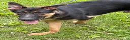 German Shepherd dogs for sale: Duke - Ad 7