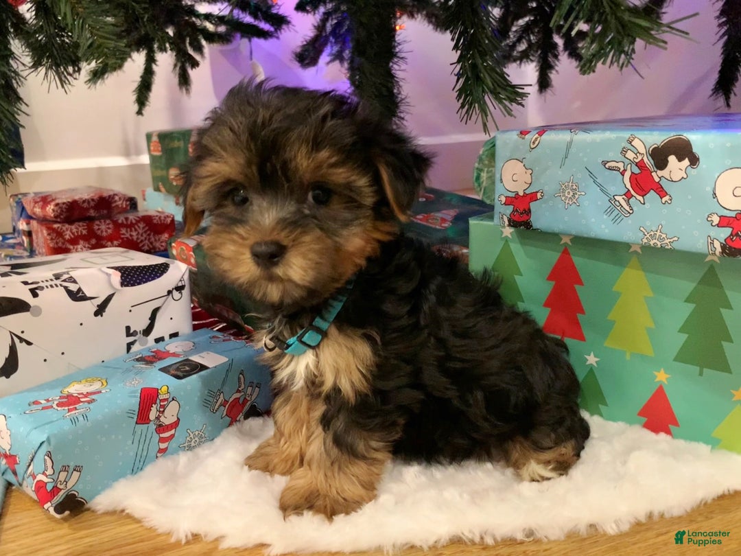 Yorkshire Terrier dogs for sale: Rudolph - Ad 5