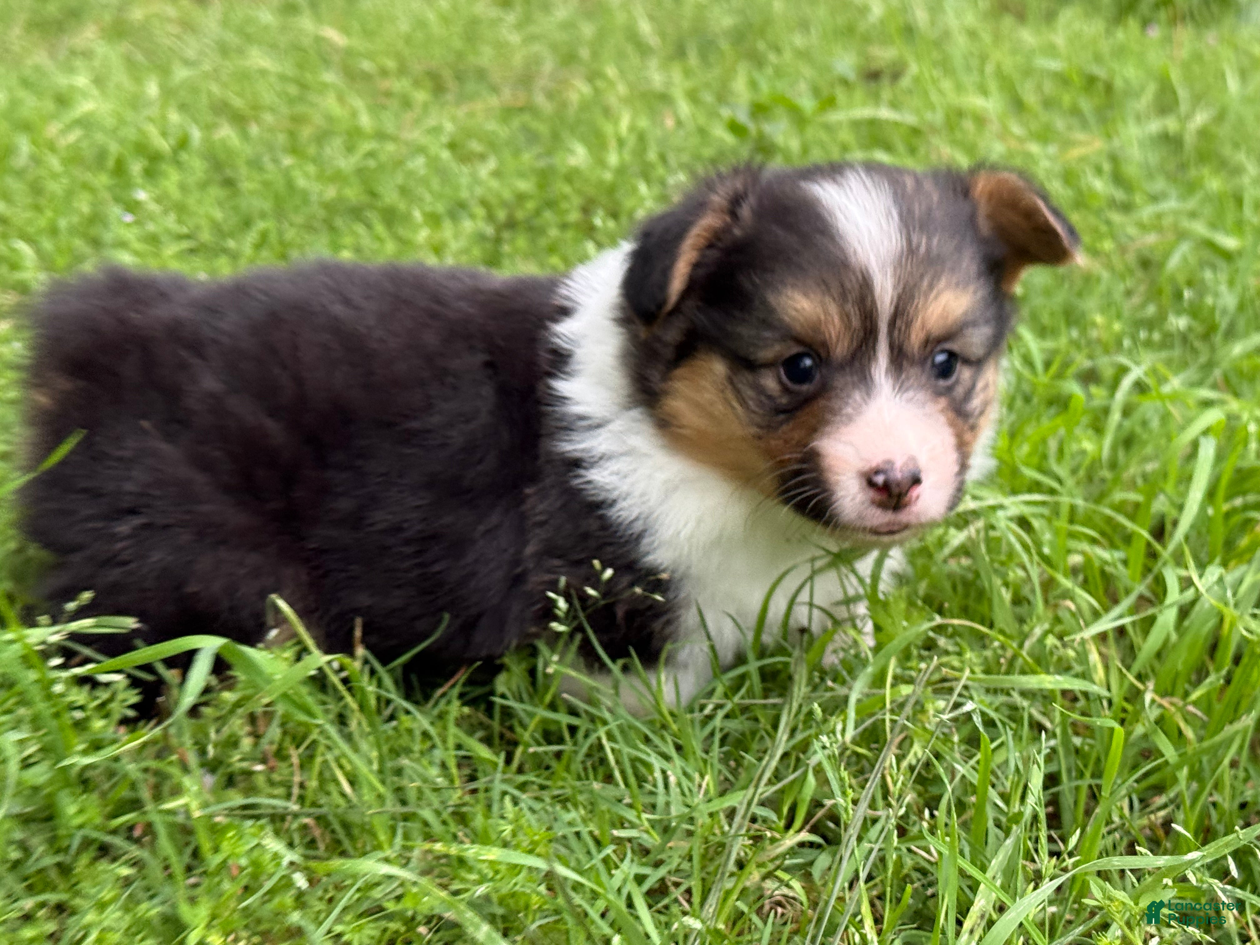 Welsh Corgi Pembroke dogs Fluffy Female - Ad 1