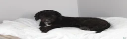 Mixed Breed dogs for sale: Everest - Ad 5