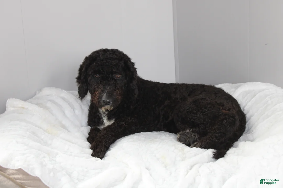 Mixed Breed dogs for sale: Everest - Ad 5