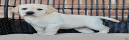 Labrador Retriever dogs for sale: Duke - Ad 8