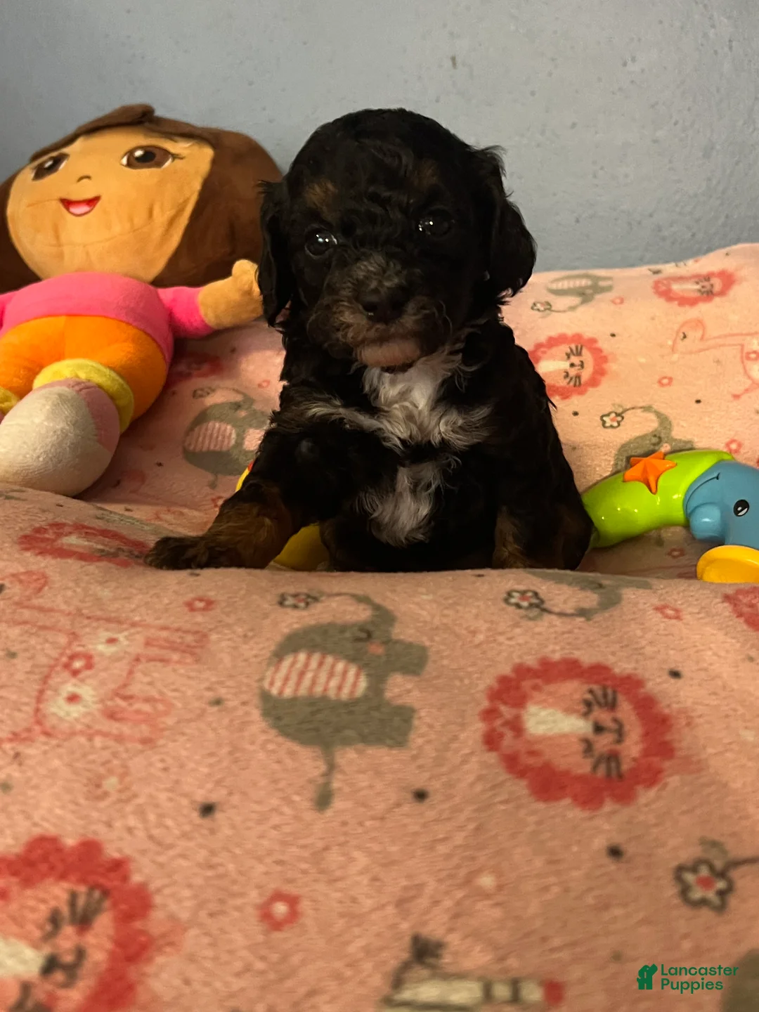 Miniature Poodle dogs for sale: Jazmine - Ad 2
