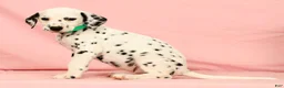 Dalmatian dogs for sale: Hailey - Ad 5