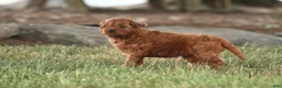 Cavapoo dogs for sale: Archer - Ad 6