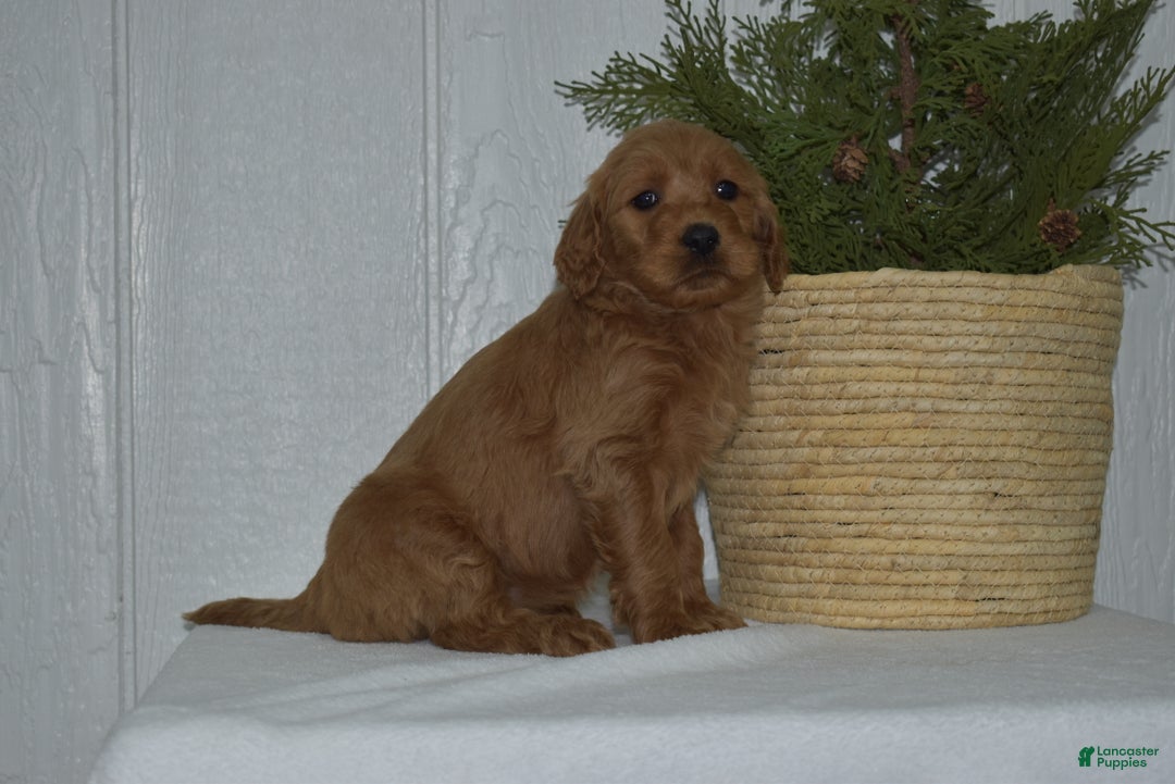 Goldendoodle dogs for sale: Lacy - Ad 3