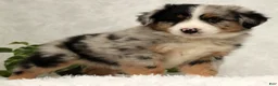 Miniature Australian Shepherd dogs for sale: Stormy - Ad 7