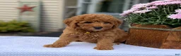 Mini Goldendoodle dogs for sale: Salem - Ad 3