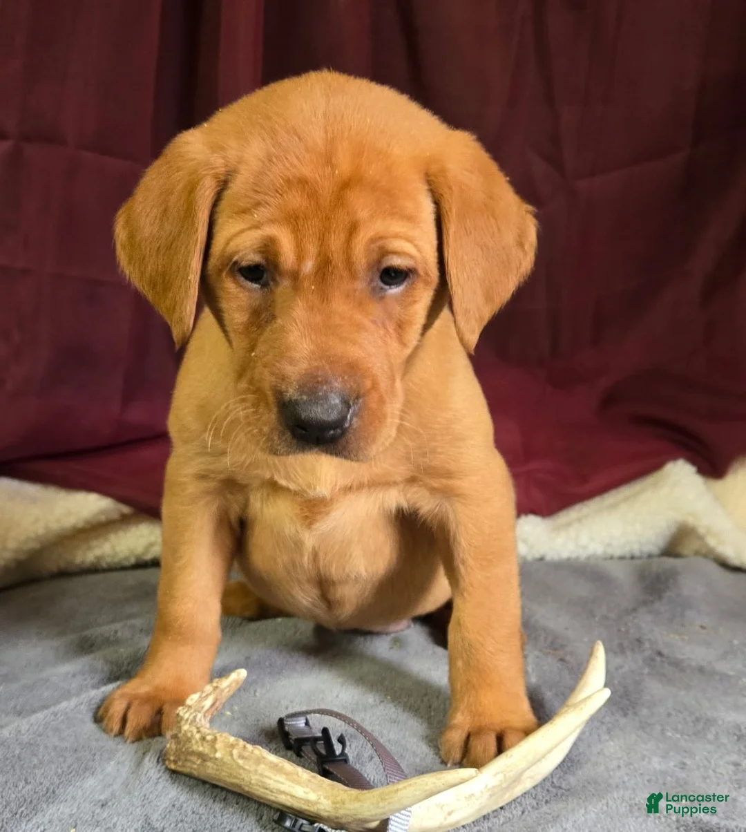 Labrador Retriever dogs for sale: Labrador Retriever Silver Collar - Ad 1