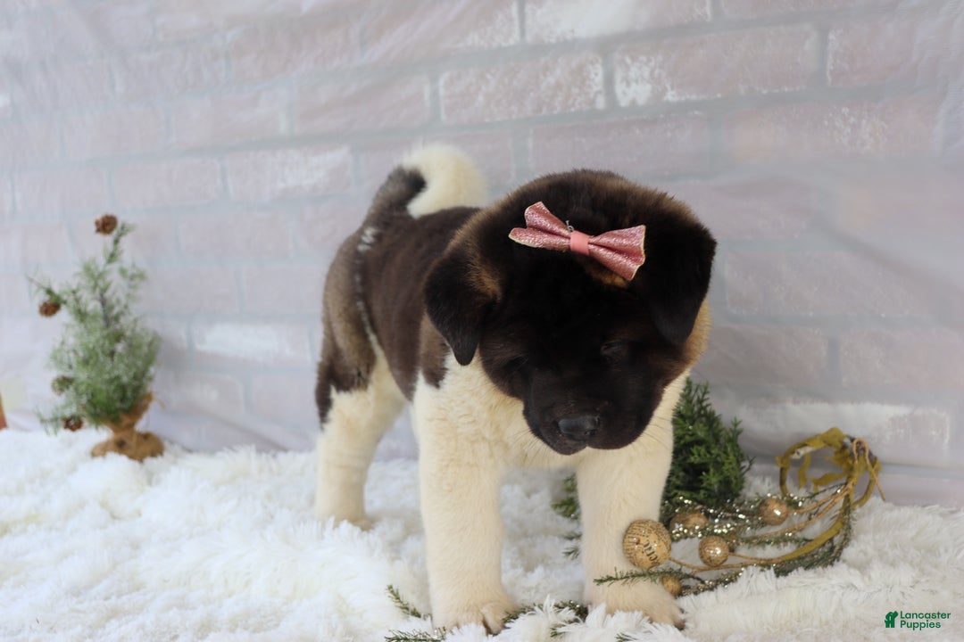 Akita dogs for sale: Rosa - Ad 28