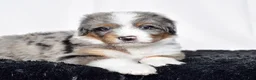 Bernedoodle dogs for sale: Mr. Odie - Ad 6