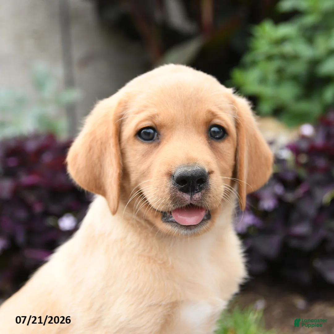Labrador Retriever dogs for sale: Kitty - Ad 5