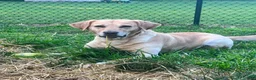 Labrador Retriever dogs for stud: Moose (6yo stud) - Ad 4