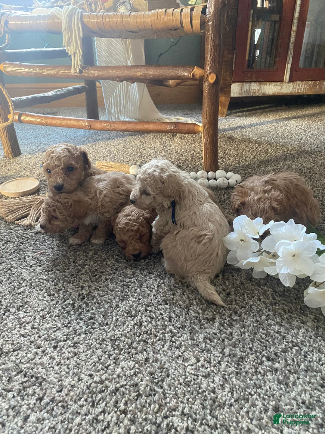 Toy Poodle dogs for sale: SWEET CAMERON  - Ad 6