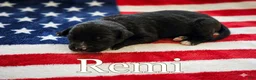Australian Shepherd dogs for sale: Remi - Ad 3