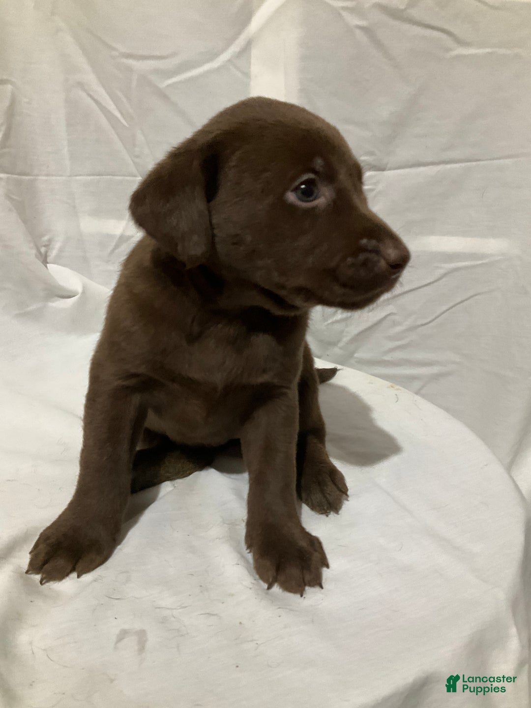 Labrador Retriever dogs for sale: Willow - Ad 6