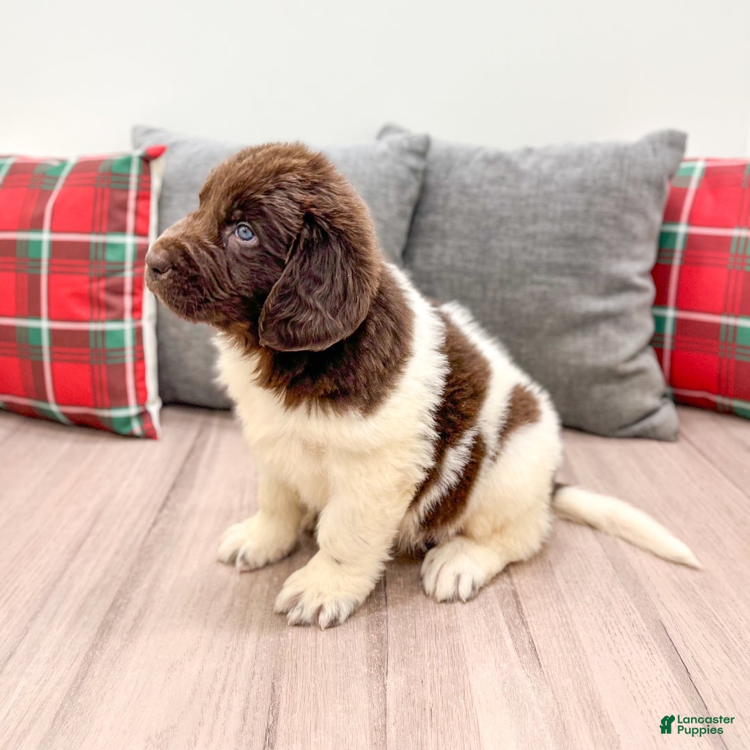Newfoundland dogs for sale: Sasha - Ad 3