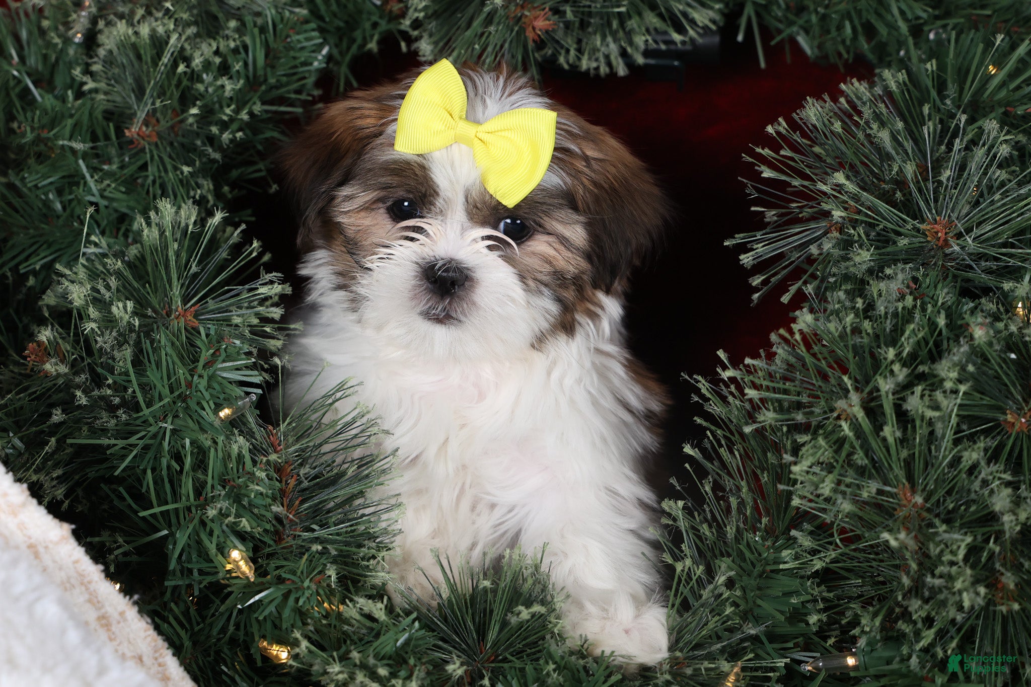 Shih Tzu dogs Norrie - Ad 30