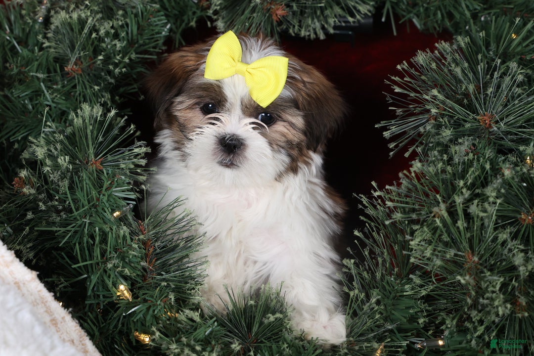 Shih Tzu dogs for sale: Norrie - Ad 1