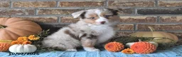 Miniature Australian Shepherd dogs for sale: Haven - Ad 1