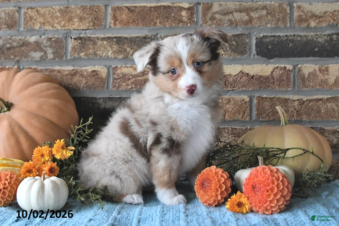 Miniature Australian Shepherd dogs for sale: Haven - Ad 1