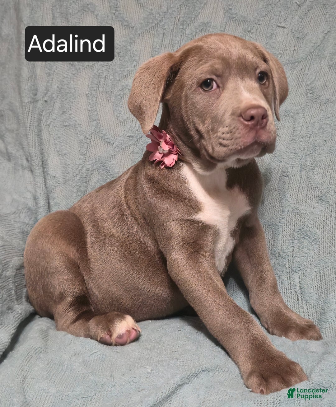 Cane Corso dogs for sale: Adalind - Ad 5